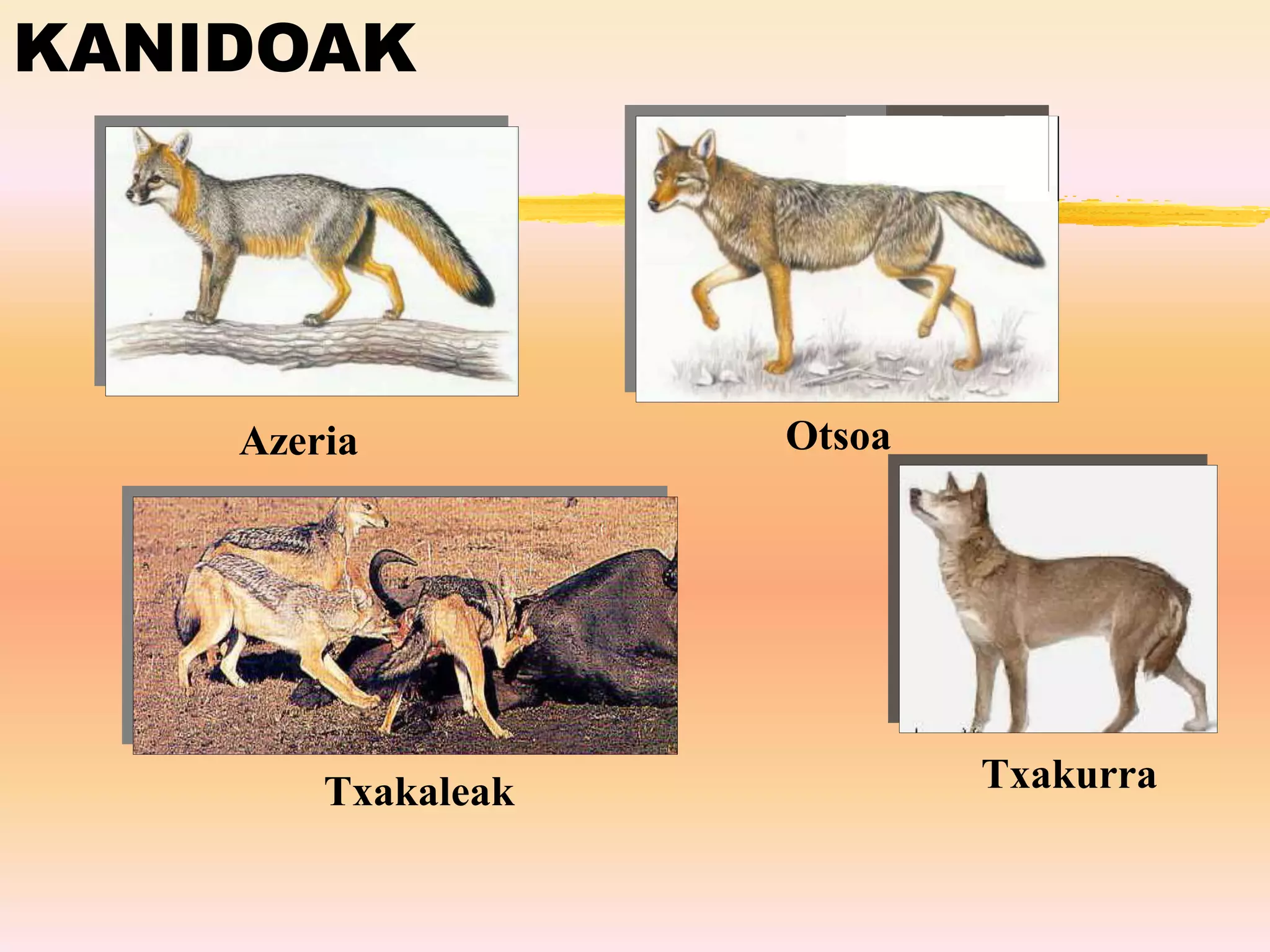 KANIDOAK
Azeria
Txakaleak Txakurra
Otsoa
 