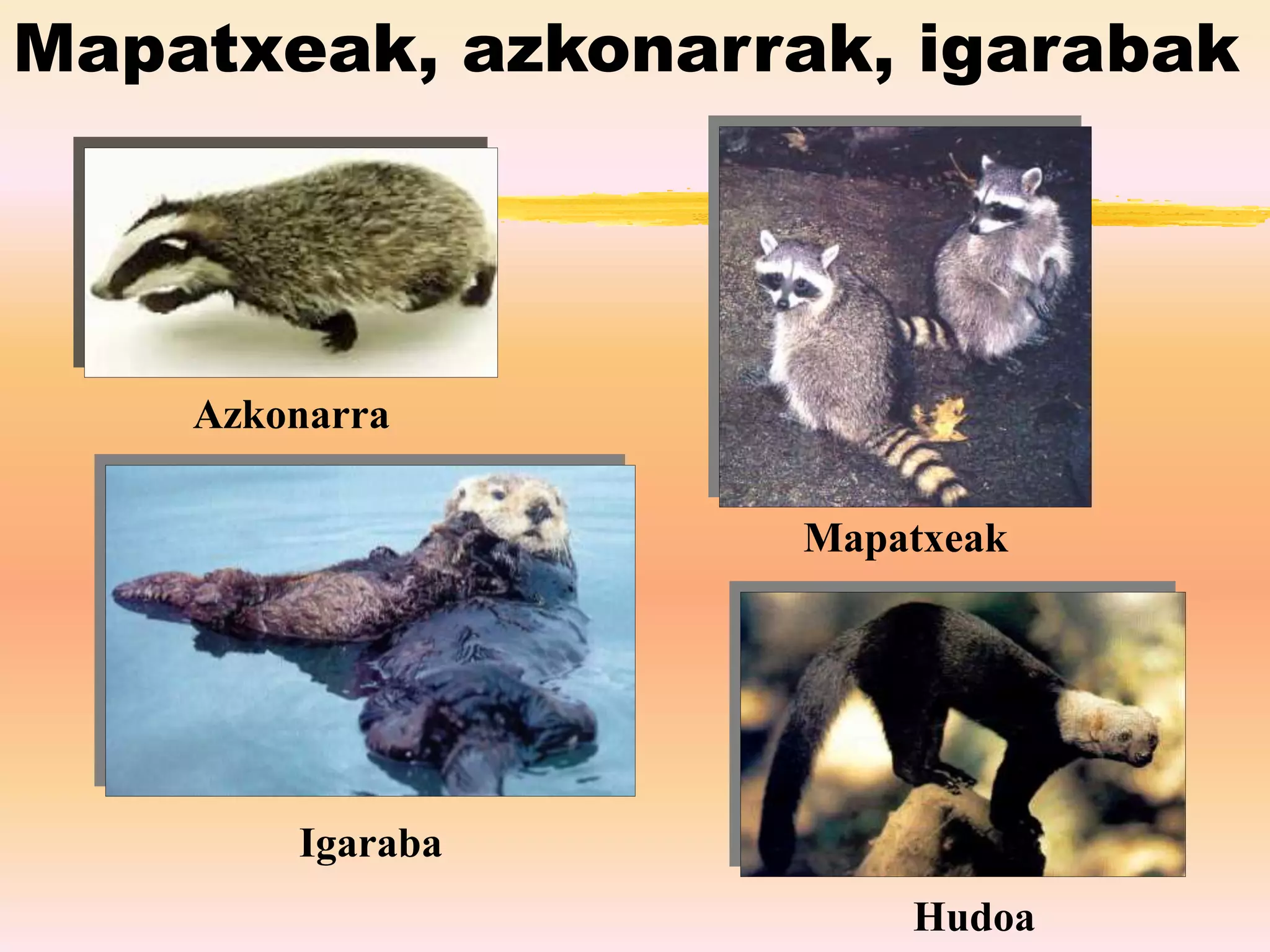 Mapatxeak, azkonarrak, igarabak
Azkonarra
Mapatxeak
Igaraba
Hudoa
 