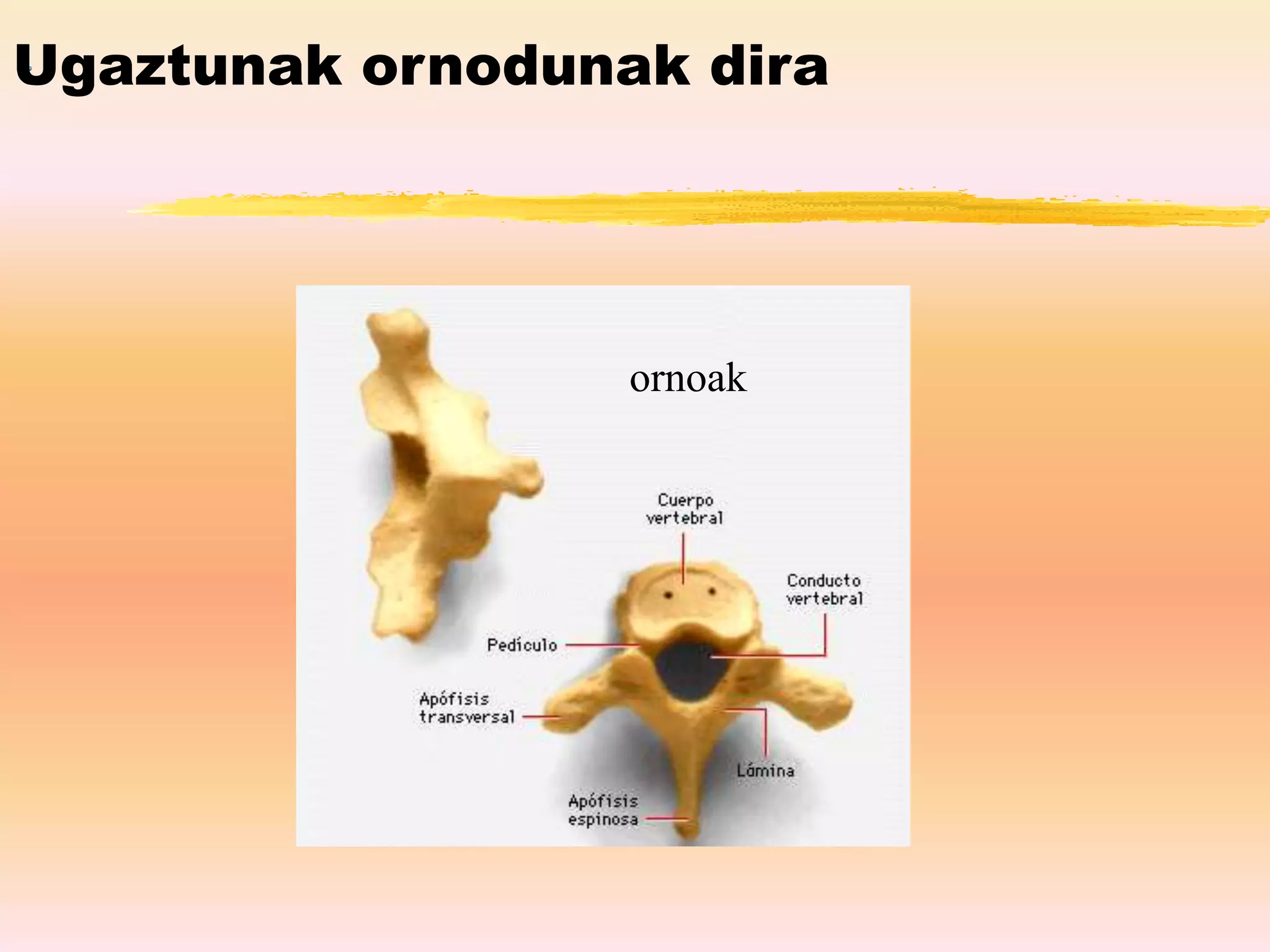 Ugaztunak ornodunak dira
ornoak
 