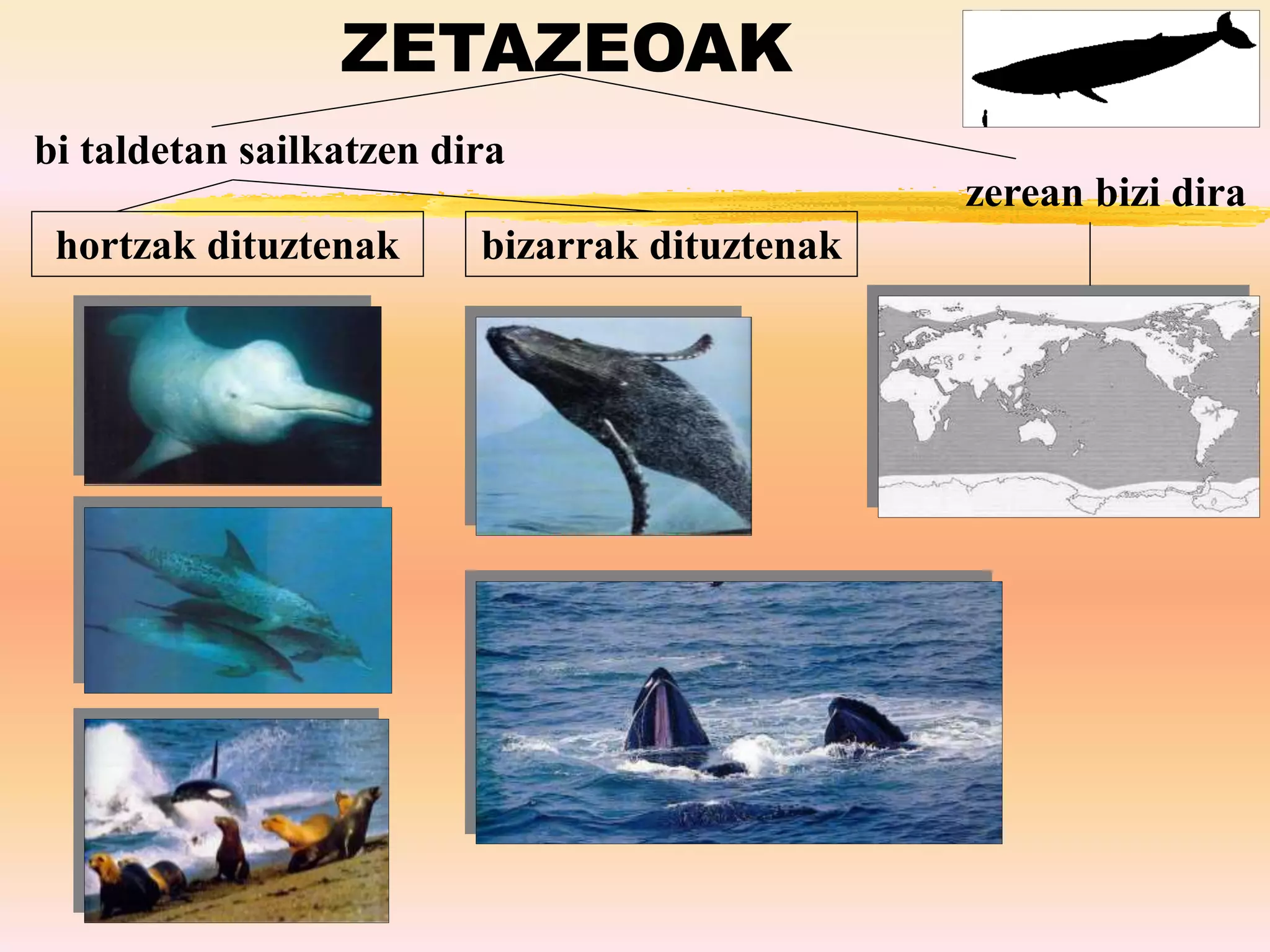 ZETAZEOAK
bi taldetan sailkatzen dira
zerean bizi dira
hortzak dituztenak bizarrak dituztenak
 
