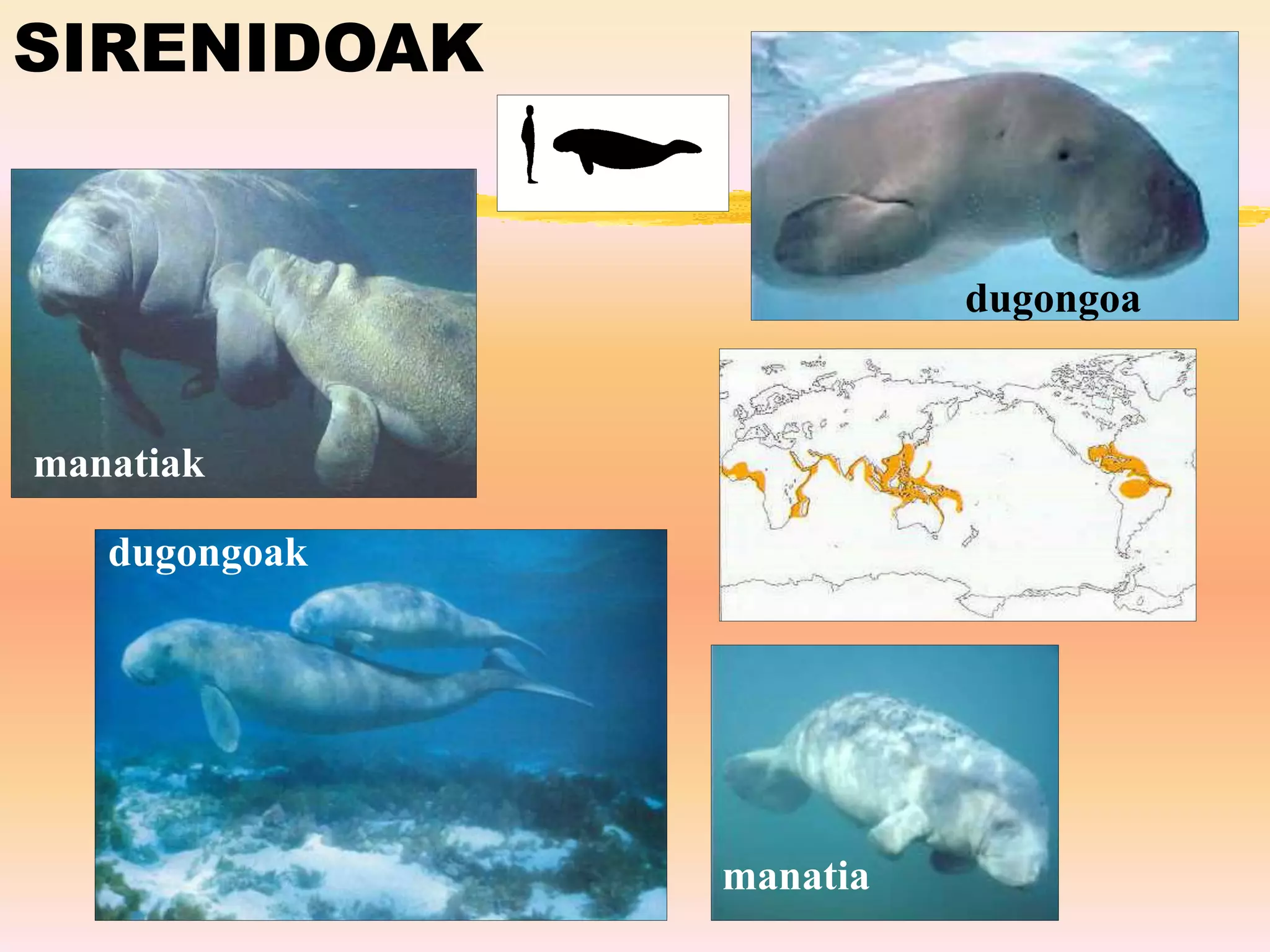 SIRENIDOAK
dugongoak
manatiak
dugongoa
manatia
 