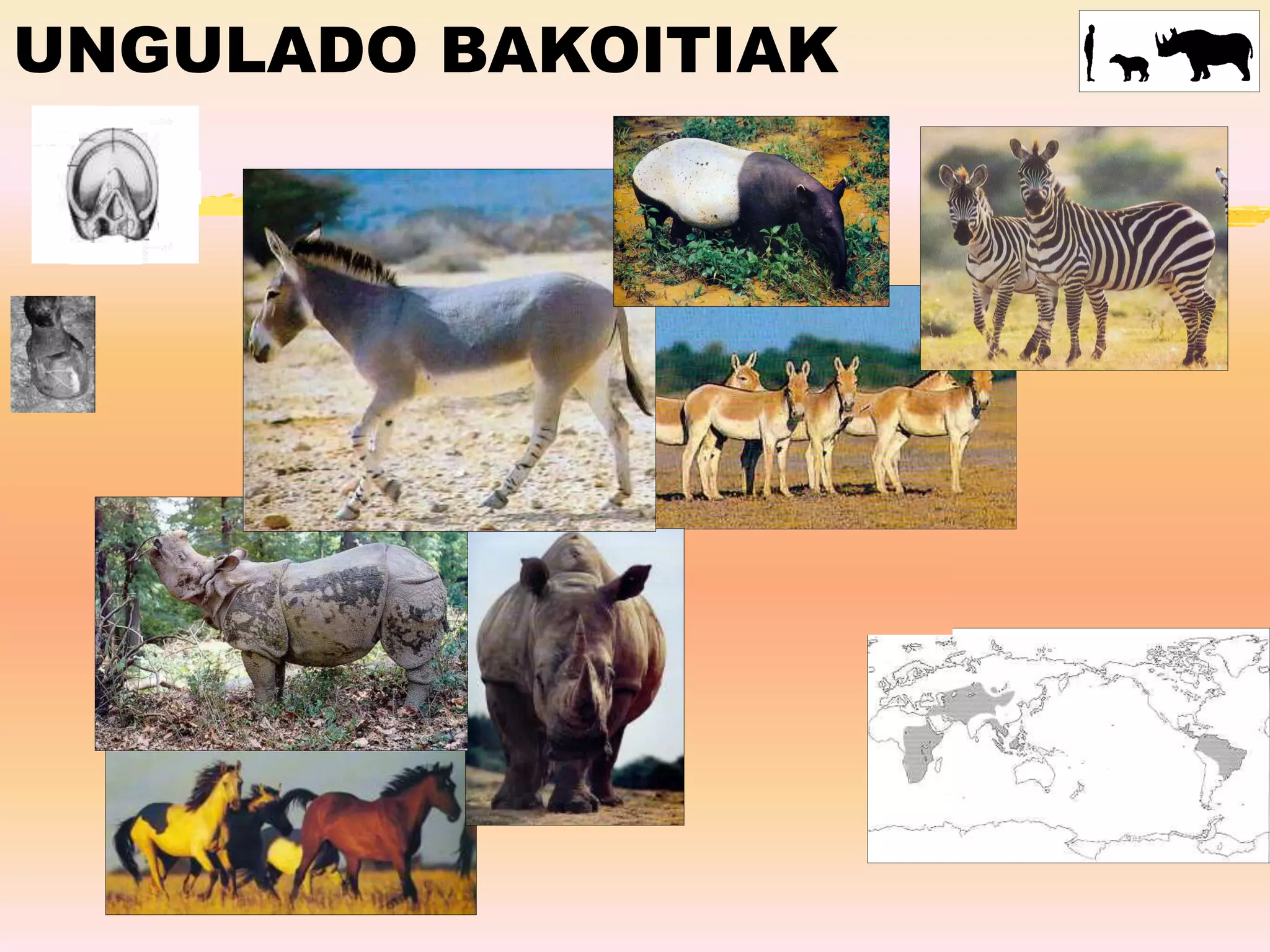 UNGULADO BAKOITIAK
Zaldiak
Somaliako astoak Zebrak
Tapira
Errinozeroa
Indiako errinozeroa
 