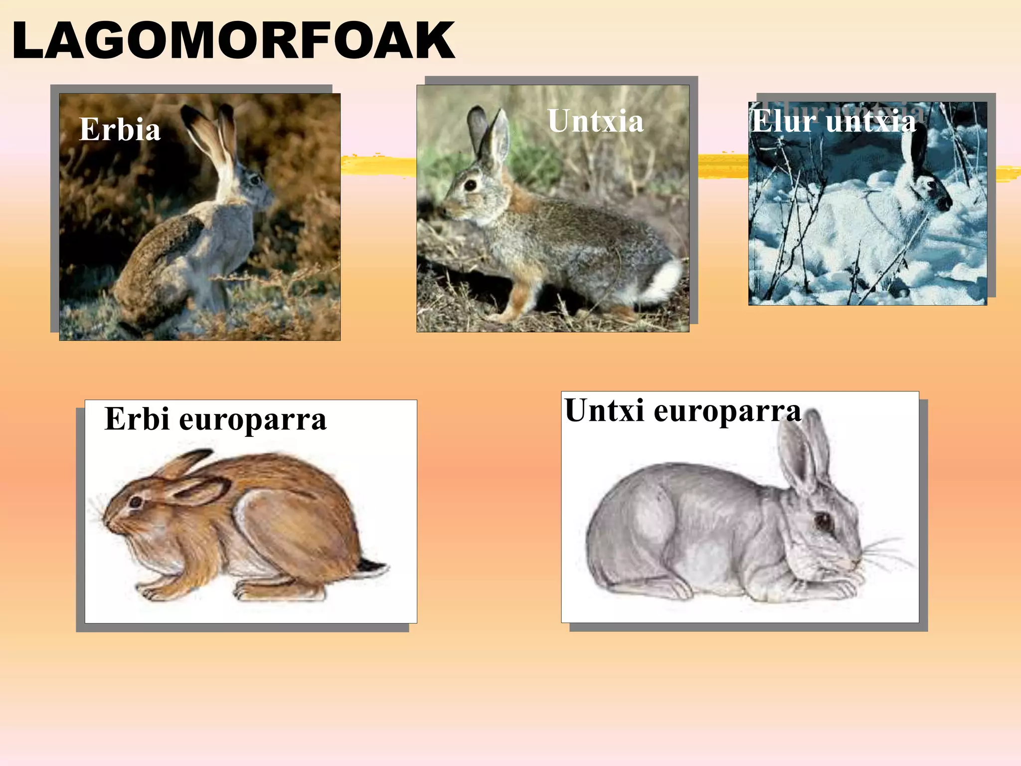 LAGOMORFOAK
Untxia
Erbia
Untxi europarra
Erbi europarra
Elur untxia
 