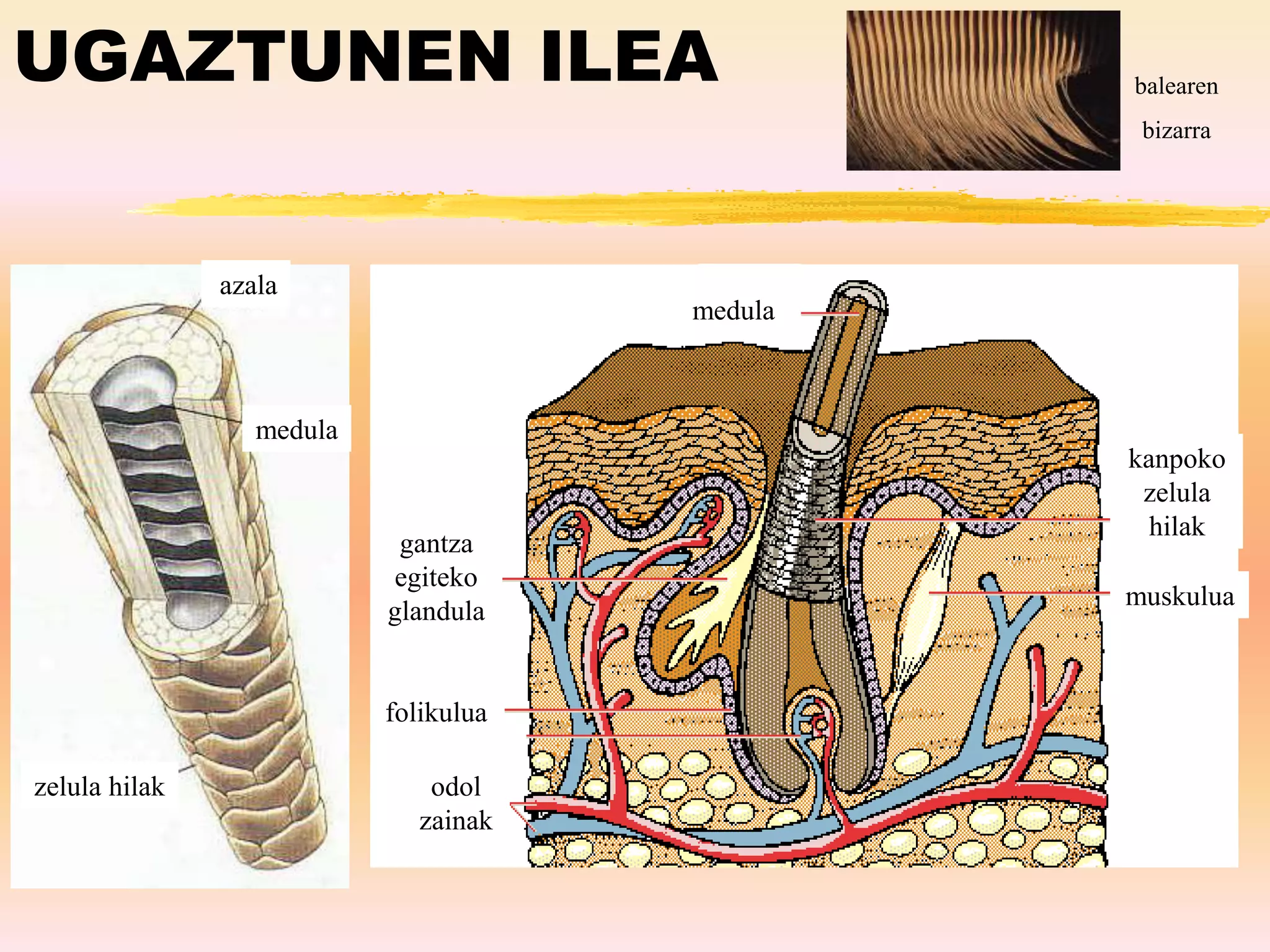 UGAZTUNEN ILEA
medula
azala
zelula hilak
aaaa
aaaa
Aa aa
aaaa
aaaa
Aa
aa
aaaa
muskulua
odol
zainak
folikulua
medula
gantza
egiteko
glandula
kanpoko
zelula
hilak
balearen
bizarra
 