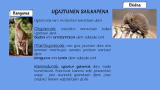 UGAZTUNEN SAILKAPENA
Ugaztunak hiru multzotan banatzen dira.
Obiparoak: oskoldun arrautzen bidez
ugaltzen dira.
Ekidna eta ornitorrinkoa dira adibide bat.
Martsupialioak: oso goiz jaiotzen dira eta
amaren martsupio izeneko poltsan sartzen
dira.
Kangurua eta koala dira adibide bat.
Karendunak: ugaztun gehienak dira talde
honetakoak. Enbrioiak karena edo plazentari
esker , jaio aurretik garatzen dira. Jaio
orduko esnea edoskitzen dute.
Kangurua
Ekidna
 