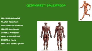 GIZAKIAREN SAILKAPENA
ERREINUA: Animaliak
FILUMA: Kordatuak
SUBFILUMA: Ornodunak
KLASEA: Ugaztunak
ORDENA: Primateak
FAMILIA: Hominidoak
GENEROA: Homo
ESPEZIEA: Homo Sapiens
 