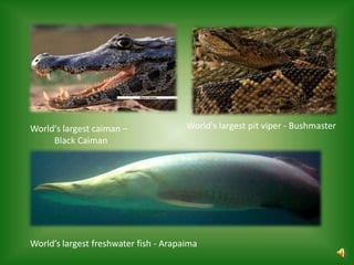 World's largest caiman –               World's largest pit viper - Bushmaster
     Black Caiman




World’s largest freshwater fish - Arapaima
 