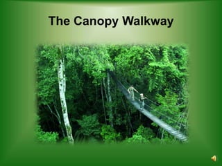 The Canopy Walkway
 