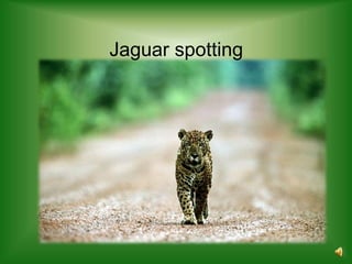Jaguar spotting
 