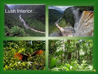 Lush Interior…
 