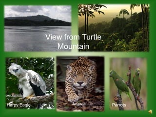 View from Turtle
                 Mountain




Harpy Eagle          Jaguar      Parrots
 