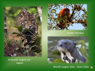 Howler Monkey




Americas' largest cat -
       Jaguar
                          World’s largest otter - Giant Otter
 
