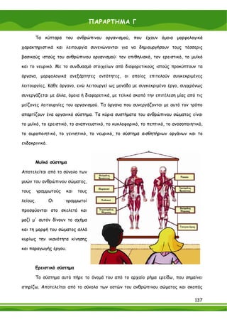 ΠΑΡΑΡΤΗΜΑ Γ

       Τα κύτταρα του ανθρώπινου οργανισμού, που έχουν όμοια μορφολογικά

χαρακτηριστικά και λειτουργία συνενώνονται για να δημιουργήσουν τους τέσσερις

βασικούς ιστούς του ανθρώπινου οργανισμού: τον επιθηλιακό, τον ερειστικό, το μυϊκό

και το νευρικό. Με το συνδυασμό στοιχείων από διαφορετικούς ιστούς προκύπτουν τα

όργανα, μορφολογικά ανεξάρτητες οντότητες, οι οποίες επιτελούν συγκεκριμένες

λειτουργίες. Κάθε όργανο, ενώ λειτουργεί ως μονάδα με συγκεκριμένο έργο, συγχρόνως

συνεργάζεται με άλλα, όμοια ή διαφορετικά, με τελικό σκοπό την επιτέλεση μίας από τις

μείζονες λειτουργίες του οργανισμού. Τα όργανα που συνεργάζονται με αυτό τον τρόπο

απαρτίζουν ένα οργανικό σύστημα. Τα κύρια συστήματα του ανθρώπινου σώματος είναι

το μυϊκό, το ερειστικό, το αναπνευστικό, το κυκλοφορικό, το πεπτικό, το ανοσοποιητικό,

το ουροποιητικό, το γεννητικό, το νευρικό, το σύστημα αισθητήριων οργάνων και το

ενδοκρινικό.



       Μυϊκό σύστημα

Αποτελείται από το σύνολο των

μυών του ανθρώπινου σώματος,

τους      γραμμωτούς   και   τους

λείους.        Οι      γραμμωτοί

προσφύονται στο σκελετό και

μαζί μ' αυτόν δίνουν το σχήμα

και τη μορφή του σώματος αλλά

κυρίως την ικανότητα κίνησης

και παραγωγής έργου.



       Ερειστικό σύστημα

       Το σύστημα αυτό πήρε το όνομά του από το αρχαίο ρήμα ερείδω, που σημαίνει

στηρίζω. Αποτελείται από το σύνολο των οστών του ανθρώπινου σώματος και σκοπός

                                                                                  137
 
