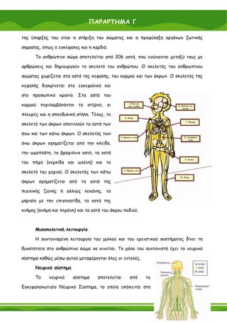 ΠΑΡΑΡΤΗΜΑ Γ

της ύπαρξής του είναι η στήριξη του σώματος και η προφύλαξη οργάνων ζωτικής

σημασίας, όπως ο εγκέφαλος και η καρδιά.

      Το ανθρώπινο σώμα αποτελείται από 206 οστά, που ενώνονται μεταξύ τους με

αρθρώσεις και δημιουργούν το σκελετό του ανθρώπου. Ο σκελετός του ανθρωπίνου

σώματος χωρίζεται στα οστά της κεφαλής, του κορμού και των άκρων. Ο σκελετός της

κεφαλής διακρίνεται στο εγκεφαλικό και

στο προσωπικό κρανίο. Στα οστά του

κορμού περιλαμβάνονται το στέρνο, οι

πλευρές και η σπονδυλική στήλη. Τέλος, το

σκελετό των άκρων αποτελούν τα οστά των

άνω και των κάτω άκρων. Ο σκελετός των

άνω άκρων σχηματίζεται από την κλείδα,

την ωμοπλάτη, το βραχιόνιο οστό, τα οστά

του πήχη (κερκίδα και ωλένη) και το

σκελετό του χεριού. Ο σκελετός των κάτω

άκρων σχηματίζεται από τα οστά της

πυελικής ζώνης ή αλλιώς λεκάνης, το

μηριαίο με την επιγονατίδα, τα οστά της

κνήμης (κνήμη και περόνη) και τα οστά του άκρου ποδιού.



      Μυοσκελετική λειτουργία

      Η συντονισμένη λειτουργία του μυϊκού και του ερειστικού συστήματος δίνει τη

δυνατότητα στο ανθρώπινο σώμα να κινείται. Το ρόλο του συντονιστή έχει το νευρικό

σύστημα καθώς μέσω αυτού μεταφέρονται όλες οι εντολές.

      Νευρικό σύστημα

      Το    νευρικό     σύστημα    αποτελείται    από     το

Εγκεφαλονωτιαίο Νευρικό Σύστημα, το οποίο υπόκειται στη

                                                                             138
 