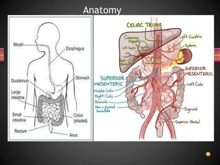 Anatomy
 