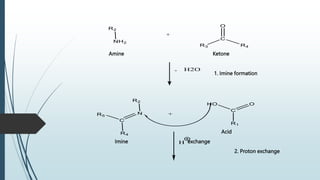 Amine Ketone
1. Imine formation
Acid
Imine exchange
2. Proton exchange
 
