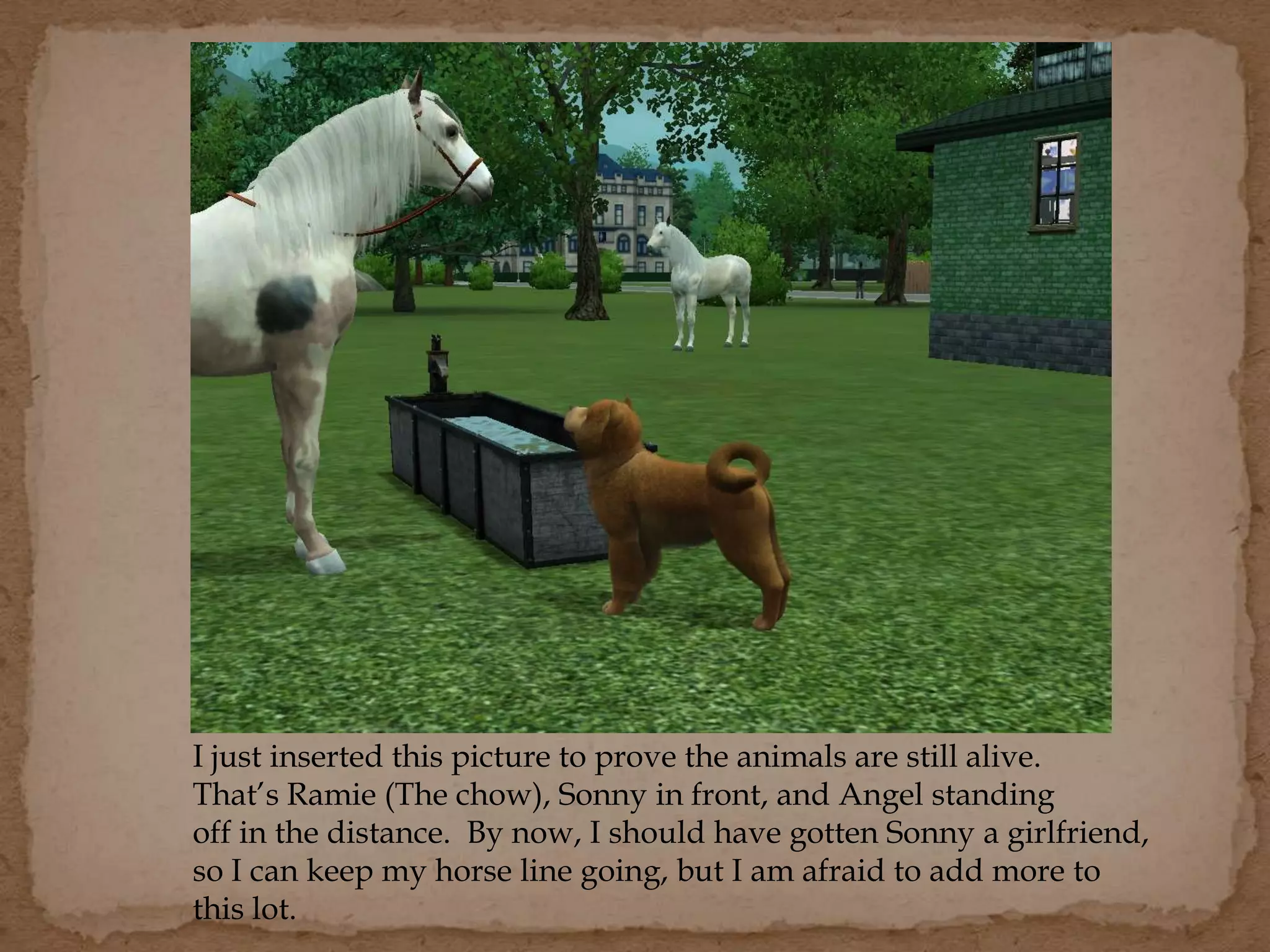 I just inserted this picture to prove the animals are still alive.
That’s Ramie (The chow), Sonny in front, and Angel standing
off in the distance. By now, I should have gotten Sonny a girlfriend,
so I can keep my horse line going, but I am afraid to add more to
this lot.
 