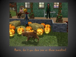 Ramie, don‟t you dare pee on those pumpkins!

 