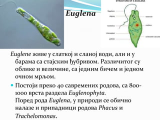 Euglena




Euglene живе у слаткој и сланој води, али и у
  барама са стајским ђубривом. Различитог су
  облике и величине, са једним бичем и једном
  очном мрљом.
 Постоји преко 40 савремених родова, са 800-
  1000 врста раздела Еuglenophyta.
  Поред рода Euglena, у природи се обично
  налазе и припадници родова Phacus и
  Trachelomonas.
 