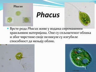Phacus
 Врсте рода Phacus живе у водама сиромашним
 хранљивим материјама. Оне су спљоштеног облика
 и због чврстине своје пеликуле су изгубиле
 способност да мењају облик.
 