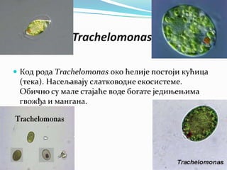 Trachelomonas

 Код рода Тrachelomonas око ћелије постоји кућица
 (тека). Насељавају слатководне екосистеме.
 Обично су мале стајаће воде богате једињењима
 гвожђа и мангана.
 