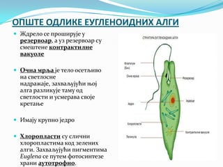ОПШТЕ ОДЛИКЕ ЕУГЛЕНОИДНИХ АЛГИ
 Ждрело се проширује у
  резервоар, а уз резервоар су
  смештене контрактилне
  вакуоле

 Очна мрља је тело осетљиво
  на светлосне
  надражаје, захваљујући њој
  алга разликује таму од
  светлости и усмерава своје
  кретање

 Имају крупно једро

 Хлоропласти су слични
  хлоропластима код зелених
  алги. Захваљујући пигментима
  Еuglena се путем фотосинтезе
  храни аутотрофно.
 
