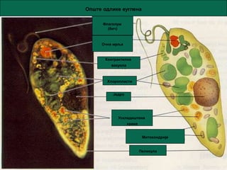 Опште одлике еуглена

      Флагелум
        (бич)



     Очна мрља



       Контрактилна
         вакуола



       Хлоропласти


          Једро




            Ускладиштена
                   храна


                            Митохондрије


                           Пеликула
 
