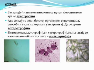 ИСХРАНА:

 Захваљујући пигментима они се путем фотоцинтезе
  хране аутотрофно.
 Ако се нађу у води богатој органским супстанцама,
  способни су да их користи у исхрани тј. Да се храни
  хетеротрофно.
 Истовремена аутотрофија и хетеротрофија означавају се
  као мешани облик исхране – миксотрофија.
 
