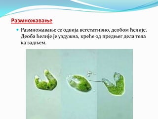 Размнпжаваое
  Размножавање се одвија вегетативно, деобом ћелије.
  Деоба ћелије је уздужна, креће од предњег дела тела
  ка задњем.
 