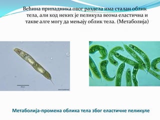 Већина припадника овог раздела има сталан облик
     тела, али код неких је пеликула веома еластична и
     такве алге могу да мењају облик тела. (Метаболија)




Метабплија-прпмена пблика тела збпг еластичне пеликуле
 