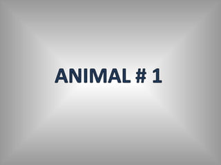 Ugliest animals | PPS