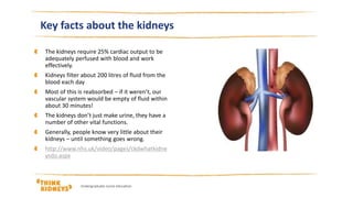 Kidney Output Numbers Undergraduate Nurses AKI Year One | PPTX