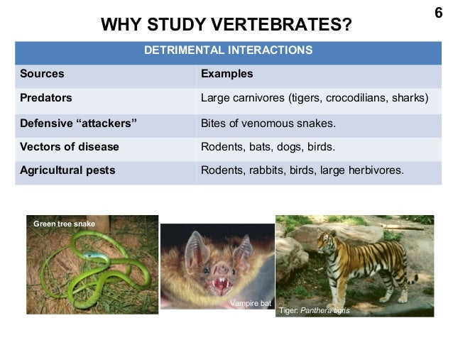 Birds Are Clams Dogs Are Worms Cats Are Snails Birds Are Clams Dogs Are Worms Cats Are Snails