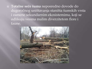 

Totalne seče šuma neposredno dovode do
dugoročnog uništavanja staništa šumskih vrsta
i zamene sekundarnim ekosistemima, koji se
odlikuju veoma malim diverzitetom flore i
faune.

 