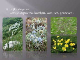 

Biljke stepe su:
kovilje, đipovina, kotrljan, kamilica, gorocvet...

 