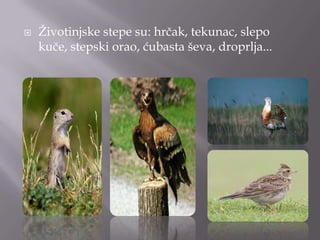 

Ţivotinjske stepe su: hrčak, tekunac, slepo
kuče, stepski orao, ćubasta ševa, droprlja...

 