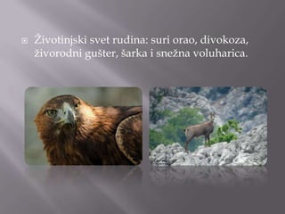 

Ţivotinjski svet rudina: suri orao, divokoza,
ţivorodni gušter, šarka i sneţna voluharica.

 