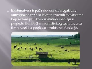 

Ekstenzivna ispaša dovodi do negativne
antropozoogene selekcije travnih ekosistema
koji se tom prilikom suštinski menjaju u
pogledu florističko-faunističkog sastava, a sa
tim u vezi i u pogledu strukture i funkcije.

 