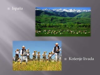 

Ispaša



Košenje livada

 