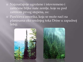 



Najznačajnije ugroţene i istovremeno i
zaštićene biljke naše zemlje, koje su pod
zaštitom prvog stepena, su:
Pančićeva omorika, koja se moţe naći na
planinama oko srednjeg toka Drine u zapadnoj
Srbiji.

 