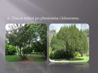 

Tisa se nalazi po planinama i klisurama.

 