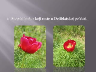  Stepski boţur koji raste u Deliblatskoj peščari.
 