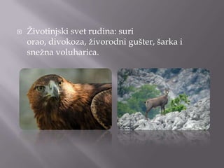  Ţivotinjski svet rudina: suri
orao, divokoza, ţivorodni gušter, šarka i
sneţna voluharica.
 