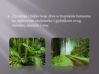  Ţivotinje i biljke koje ţive u tropskim šumama
su uglavnom endemske i gubitkom svog
staništa, nestaće i one.
 