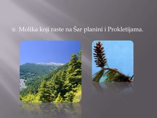  Molika koji raste na Šar planini i Prokletijama.
 