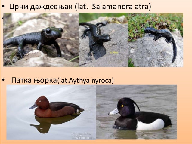 Угрожене врсте у Србији