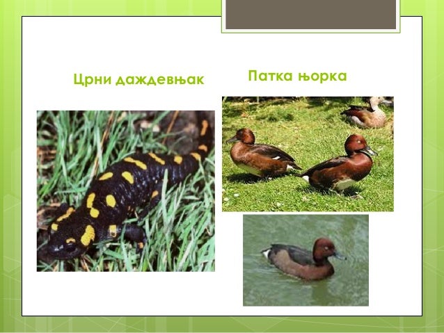 Угрожене биљне и животињске врсте Србије