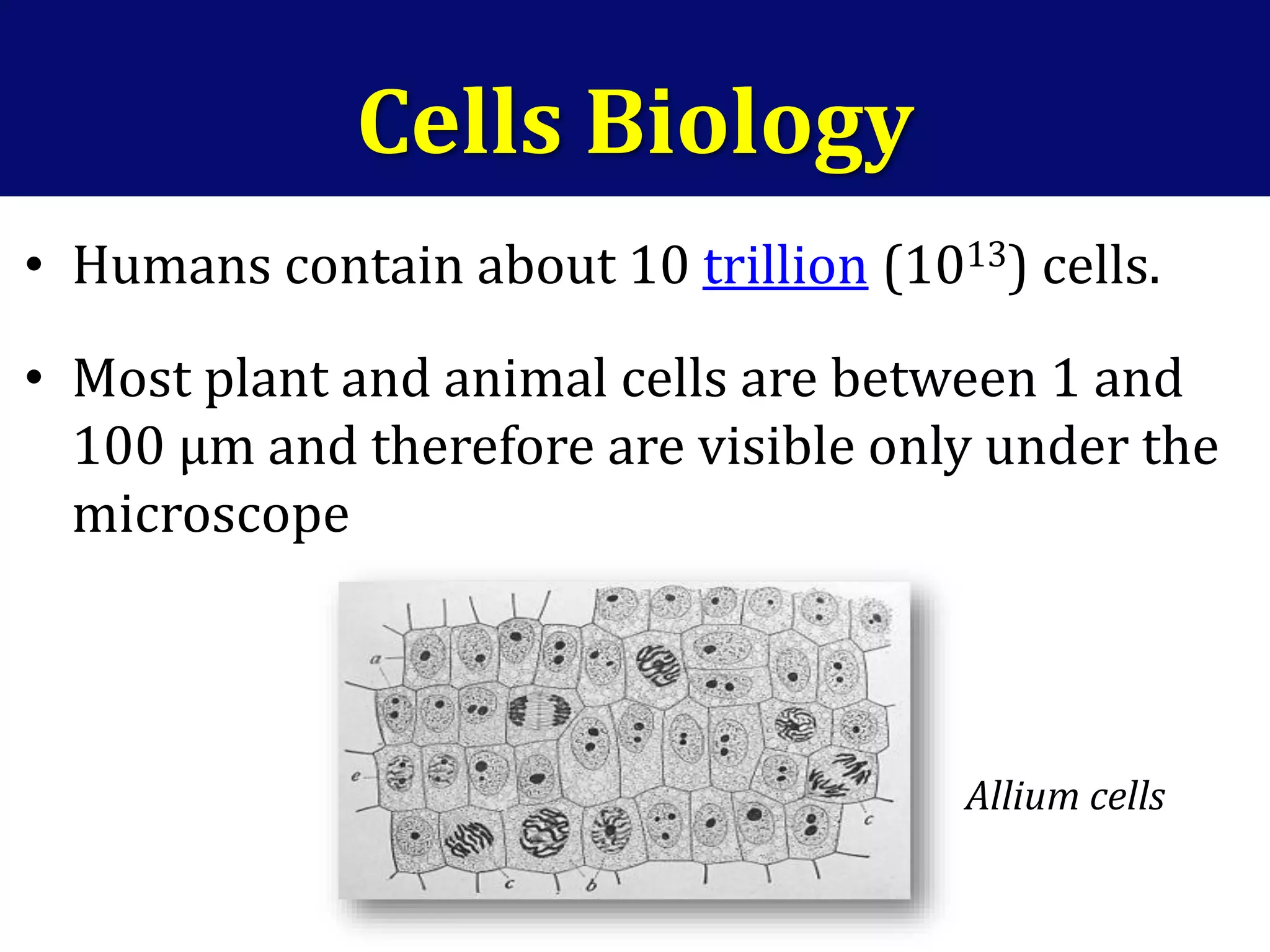 • Humans contain about 10 trillion (1013) cells.
• Most plant and animal cells are between 1 and
100 µm and therefore are visible only under the
microscope
Allium cells
Cells Biology
 