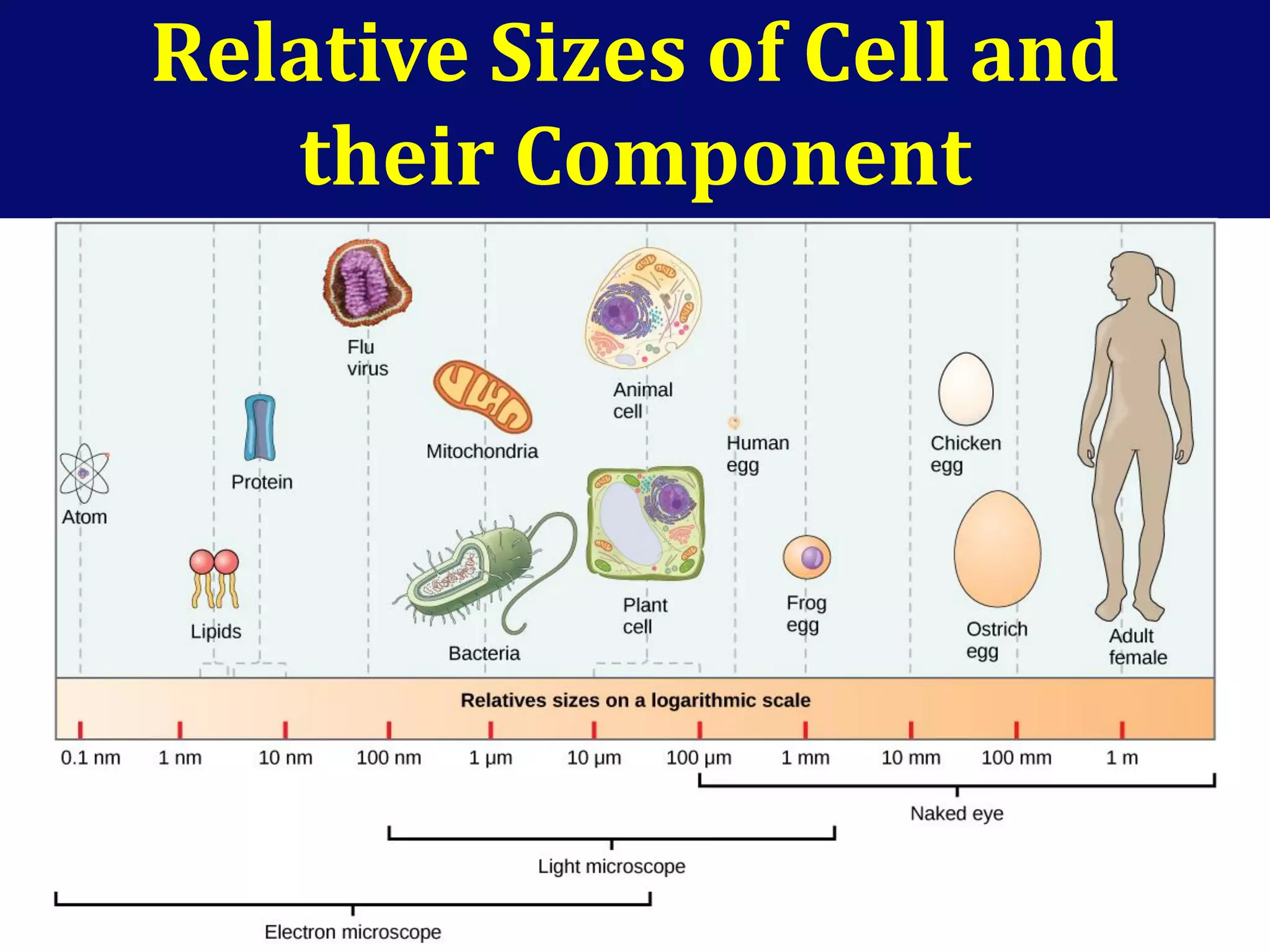 Relative Sizes of Cell and
their Component
 