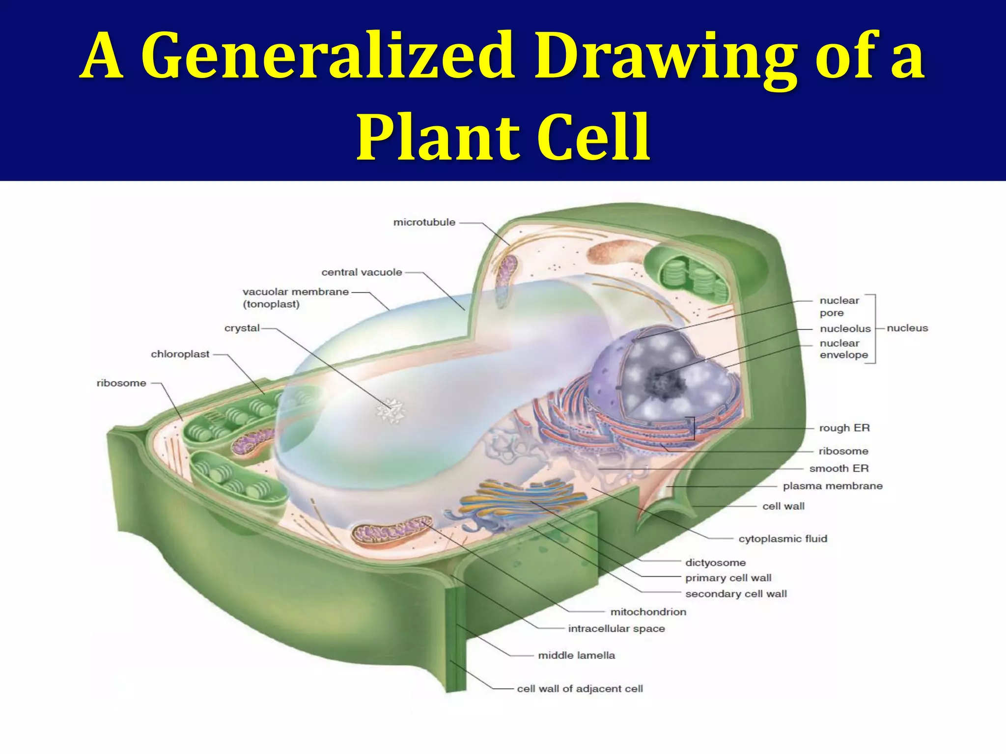 A Generalized Drawing of a
Plant Cell
 